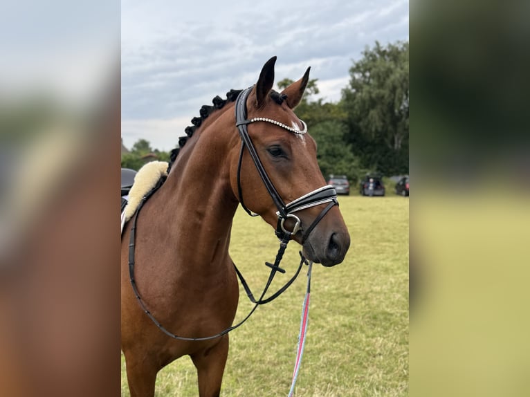 Duitse rijpony Ruin 3 Jaar 155 cm Bruin in L&#xFC;rschau
