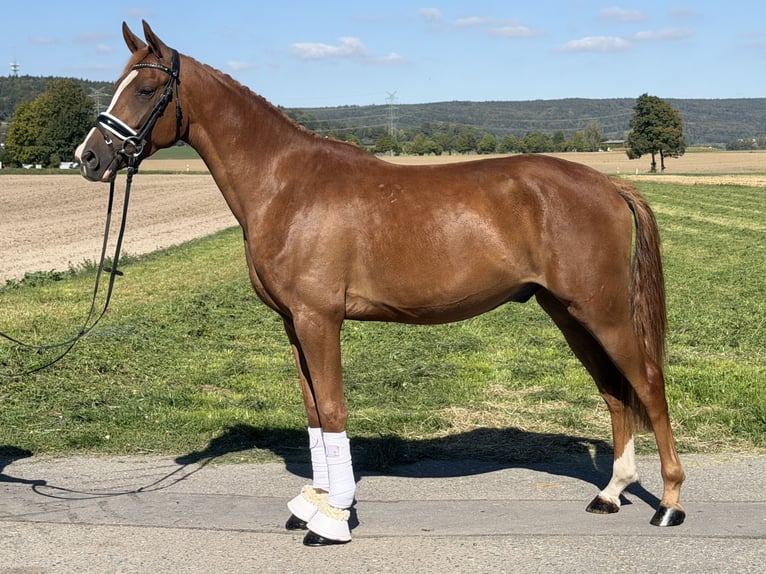 Duitse rijpony Ruin 3 Jaar 155 cm Vos in Riedlingen