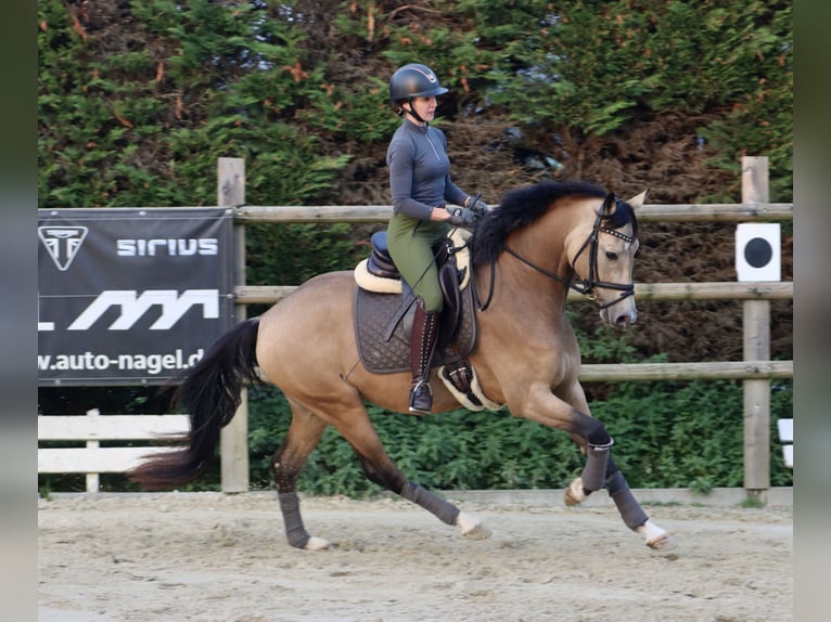 Duitse rijpony Ruin 3 Jaar 160 cm Buckskin in Nottuln