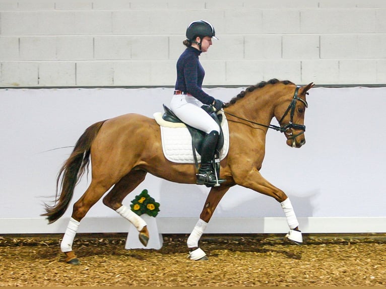 Duitse rijpony Ruin 3 Jaar Donkere-vos in Borgentreich