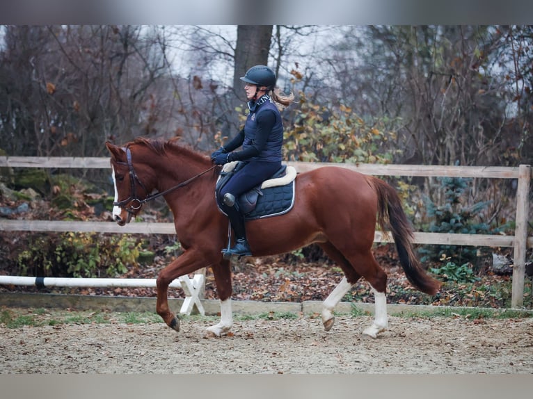 Duitse rijpony Ruin 3 Jaar Donkere-vos in Borgentreich