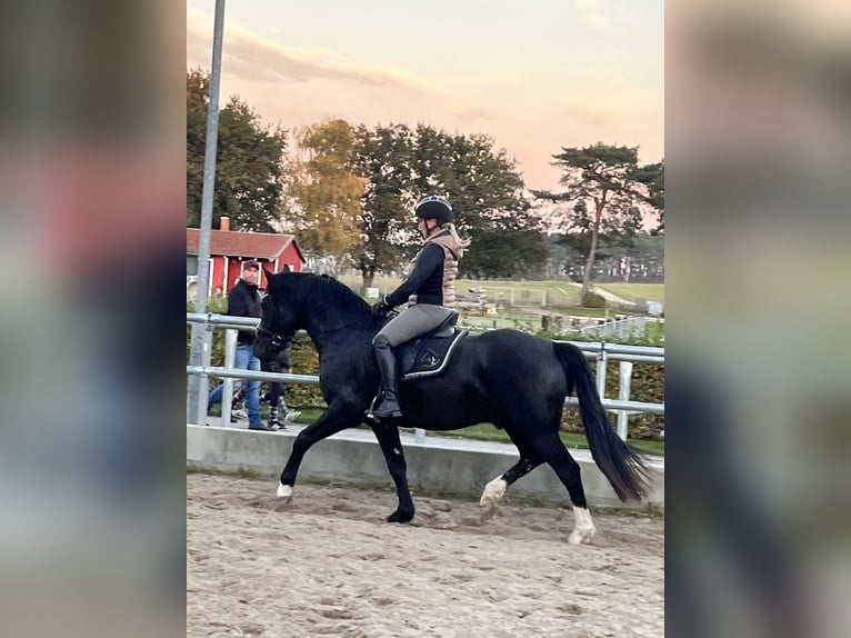 Duitse rijpony Ruin 3 Jaar in Kloster Lehnin