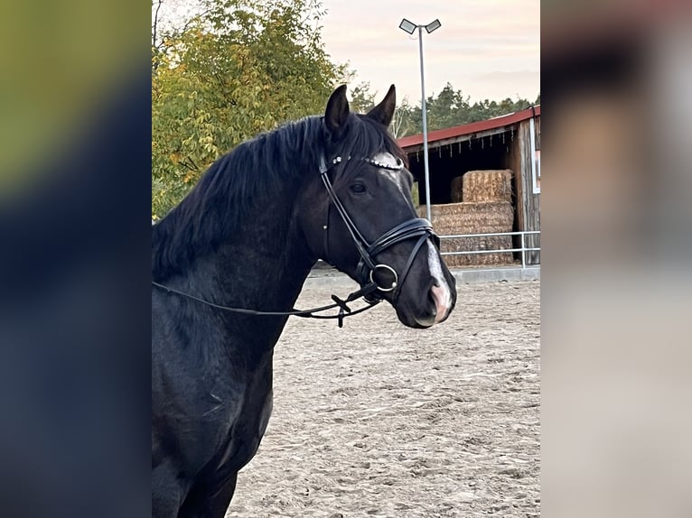 Duitse rijpony Ruin 3 Jaar in Kloster Lehnin