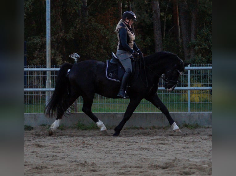 Duitse rijpony Ruin 3 Jaar in Kloster Lehnin