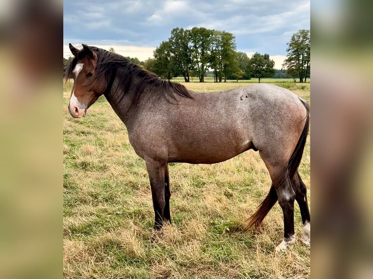 Duitse rijpony Ruin 3 Jaar  in Kloster Lehnin
