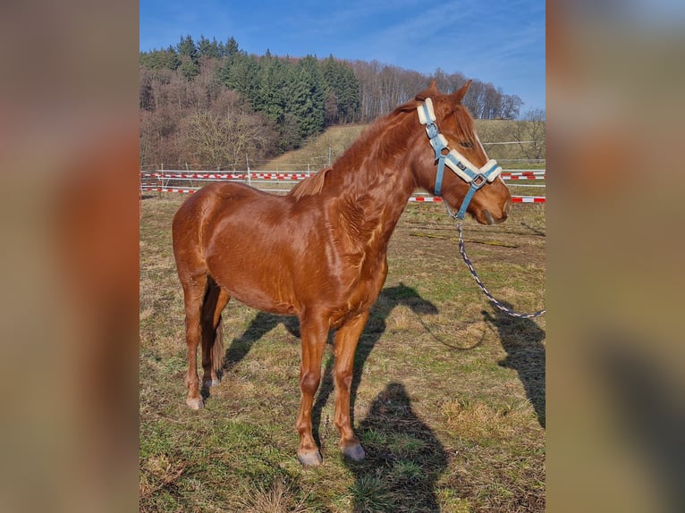 Duitse rijpony Ruin 3 Jaar Vos in Reichelsheim