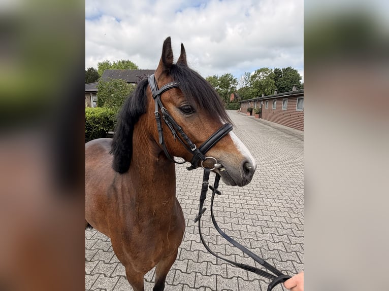 Duitse rijpony Ruin 4 Jaar 135 cm Bruin in Nordwalde