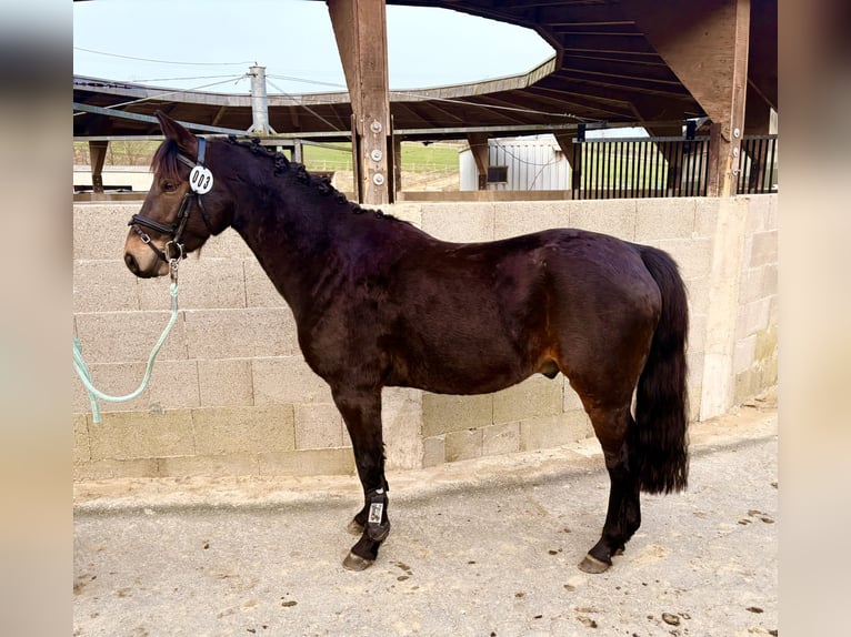 Duitse rijpony Ruin 4 Jaar 135 cm Donkerbruin in Bergisch Gladbach