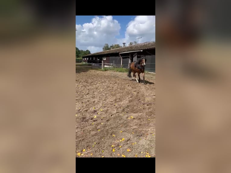 Duitse rijpony Ruin 4 Jaar 136 cm Bruin in Emsdetten