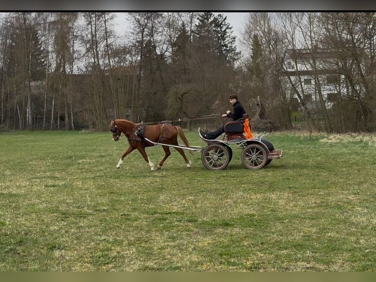 Duitse rijpony Ruin 4 Jaar 136 cm Vos in Vaihingen an der Enz
