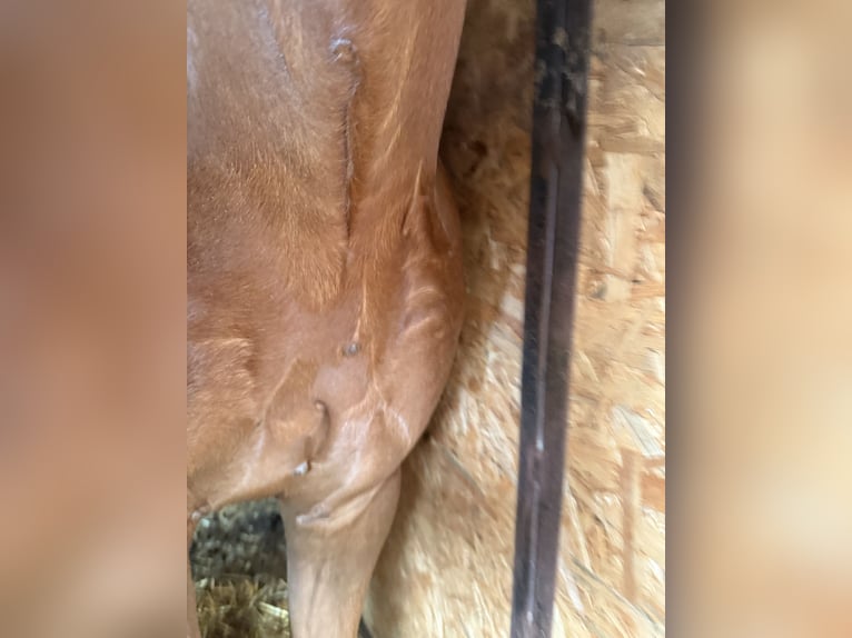 Duitse rijpony Ruin 4 Jaar 136 cm Vos in Vaihingen an der Enz
