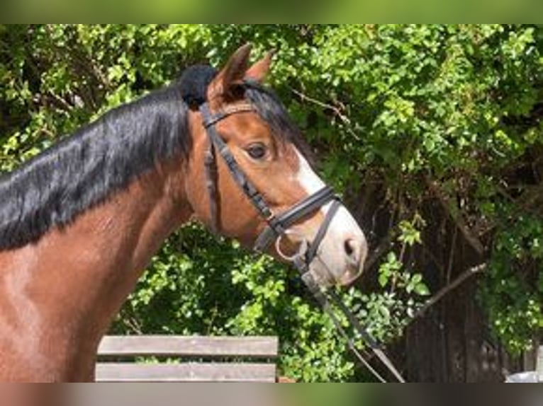 Duitse rijpony Ruin 4 Jaar 139 cm Bruin in Loiching
