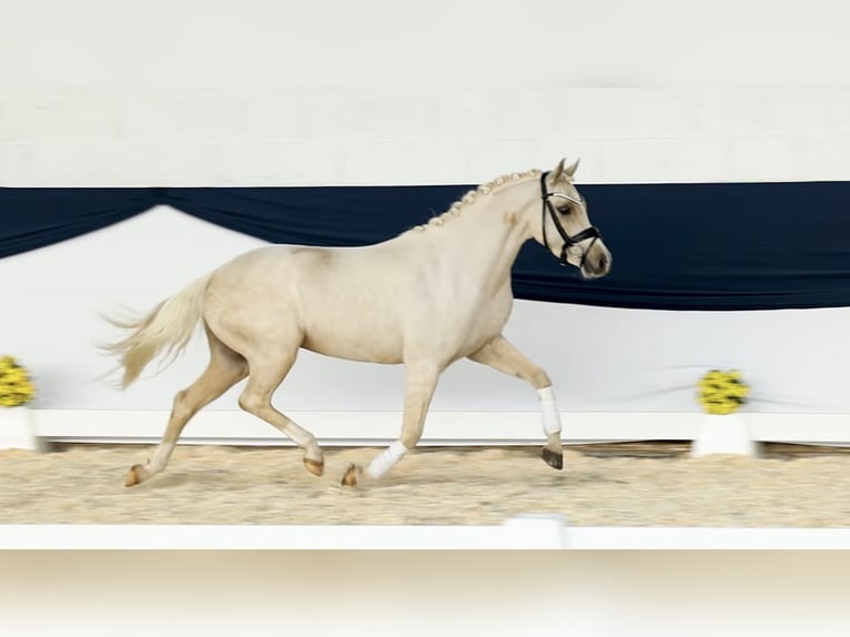 Duitse rijpony Ruin 4 Jaar 140 cm Palomino in Aeugst am Albis