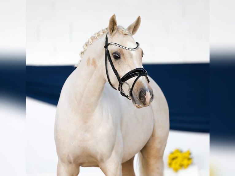 Duitse rijpony Ruin 4 Jaar 140 cm Palomino in Aeugst am Albis