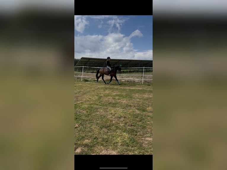 Duitse rijpony Ruin 4 Jaar 142 cm Donkerbruin in Seßlach
