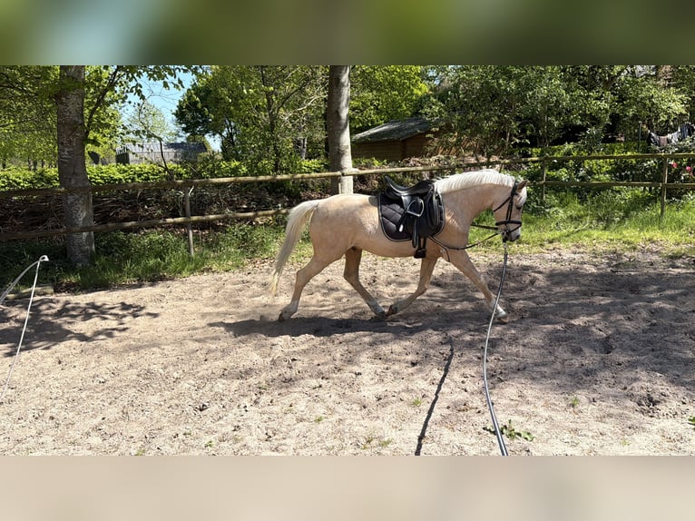 Duitse rijpony Ruin 4 Jaar 142 cm Palomino in Ohne
