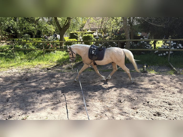 Duitse rijpony Ruin 4 Jaar 142 cm Palomino in Surwold