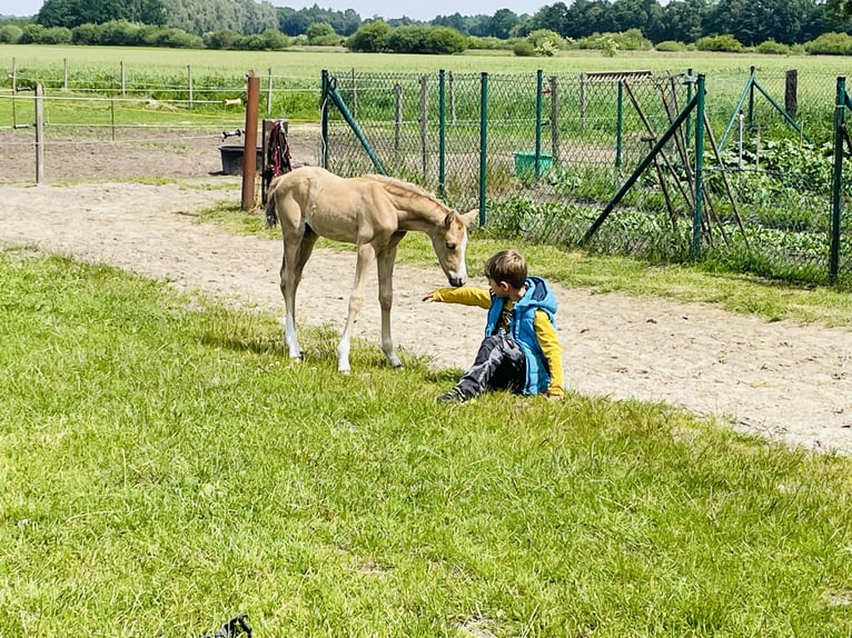 Duitse rijpony Ruin 4 Jaar 142 cm Palomino in Surwold