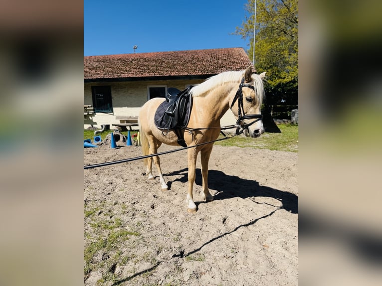 Duitse rijpony Ruin 4 Jaar 142 cm Palomino in Surwold