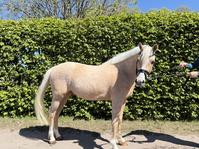 Duitse rijpony Ruin 4 Jaar 142 cm Palomino in Surwold