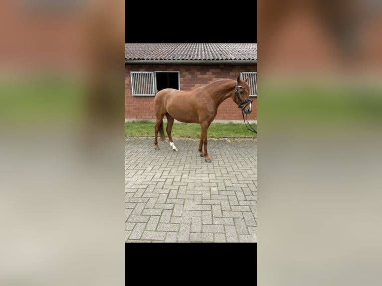 Duitse rijpony Ruin 4 Jaar 142 cm Vos in Petershagen