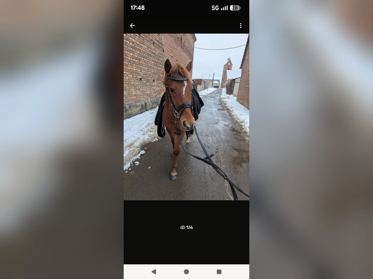 Duitse rijpony Ruin 4 Jaar 142 cm Vos in Libbesdorf