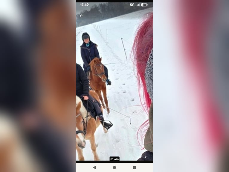 Duitse rijpony Ruin 4 Jaar 142 cm Vos in Libbesdorf