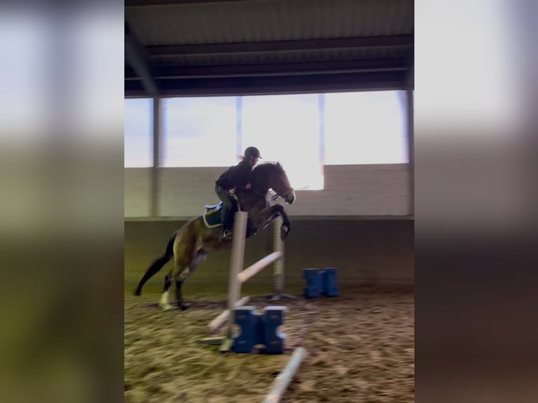Duitse rijpony Mix Ruin 4 Jaar 143 cm Bruin in Harsewinkel