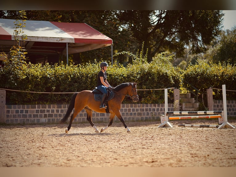 Duitse rijpony Ruin 4 Jaar 143 cm Bruin in Mülheim an der Ruhr