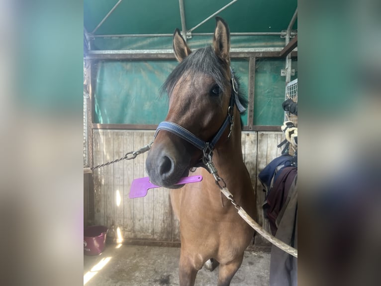 Duitse rijpony Ruin 4 Jaar 143 cm Falbe in Xanten