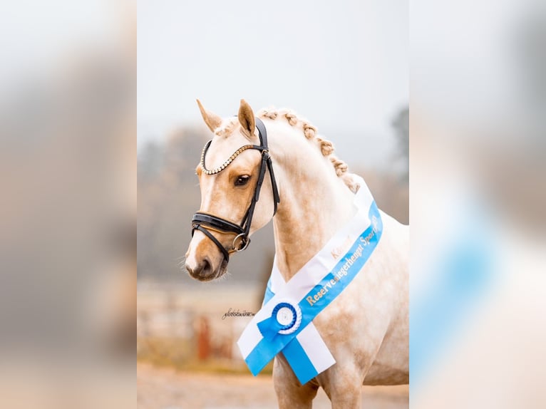 Duitse rijpony Ruin 4 Jaar 143 cm Palomino in Zolling