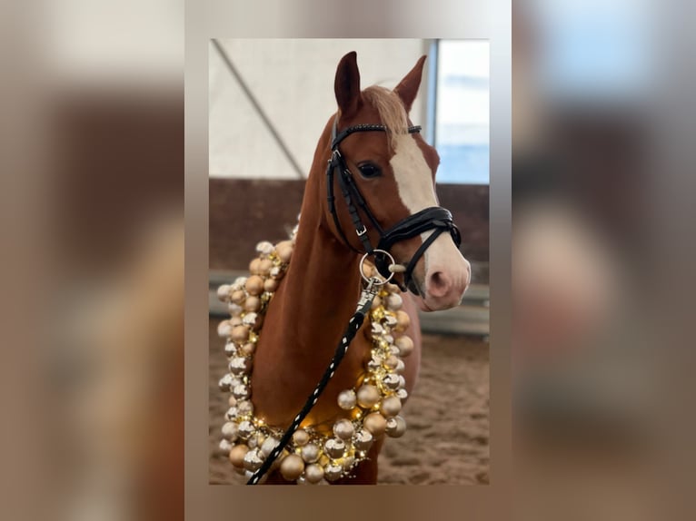 Duitse rijpony Ruin 4 Jaar 143 cm Vos in Biebesheim am Rhein