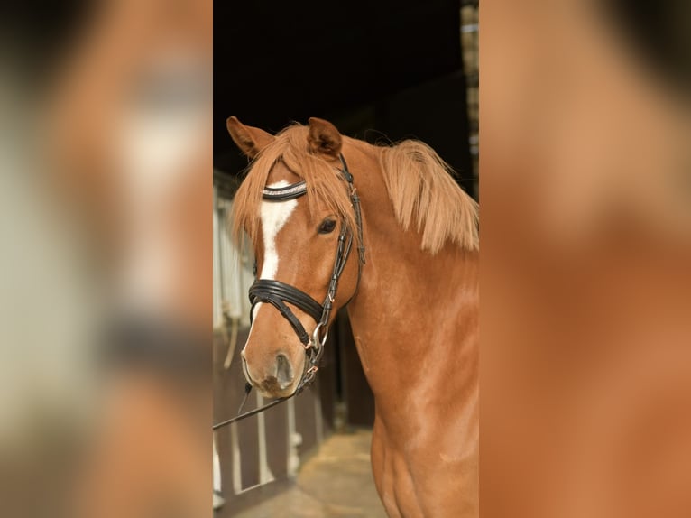 Duitse rijpony Ruin 4 Jaar 143 cm Vos in Geilenkirchen