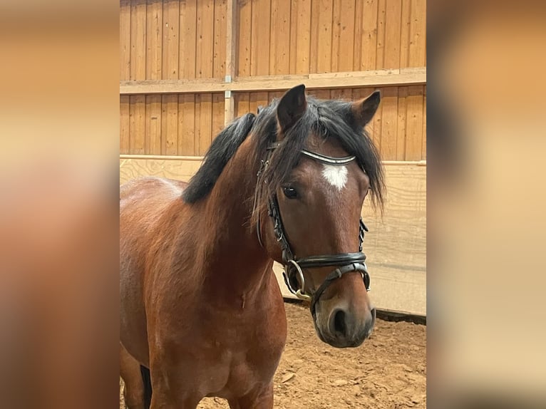Duitse rijpony Ruin 4 Jaar 144 cm Bruin in Ilmenau
