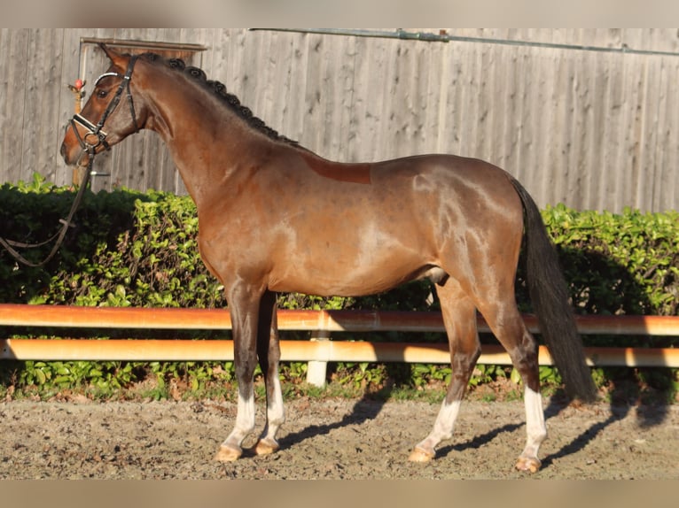 Duitse rijpony Ruin 4 Jaar 144 cm Bruin in Reeßum