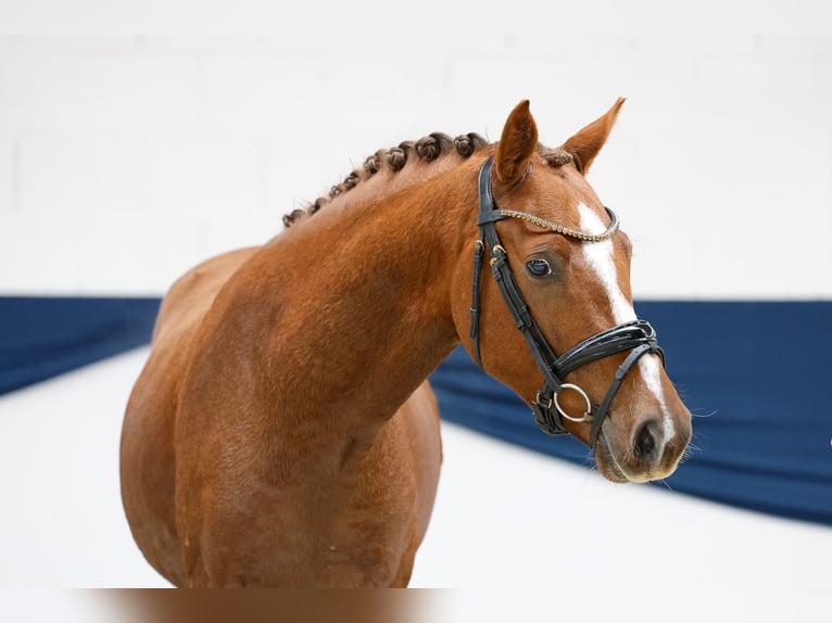 Duitse rijpony Ruin 4 Jaar 144 cm Donkere-vos in Marsberg
