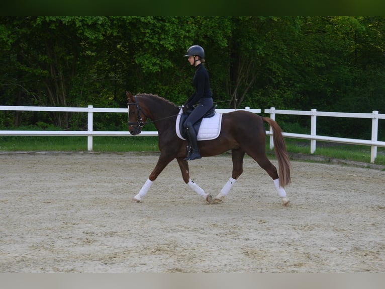 Duitse rijpony Ruin 4 Jaar 144 cm Donkere-vos in Schlangen
