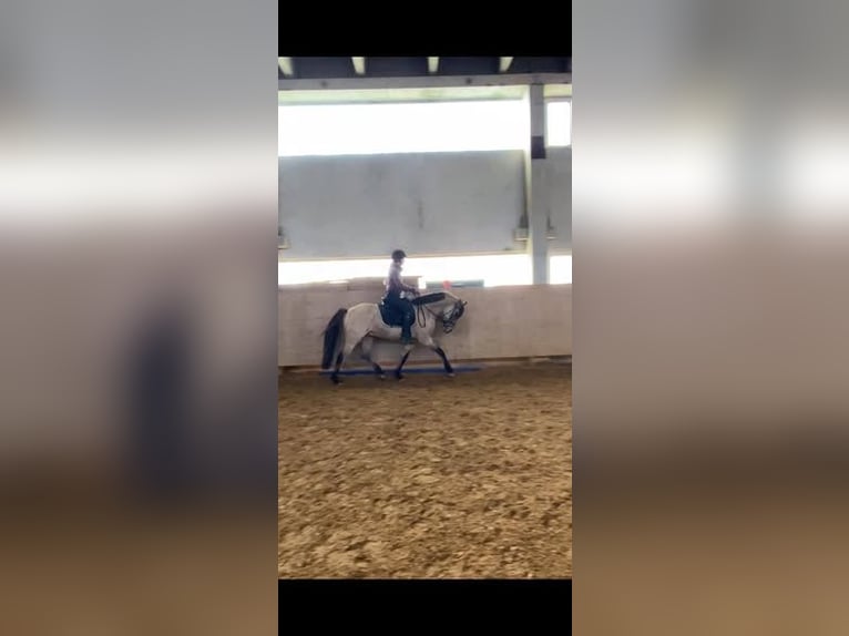 Duitse rijpony Ruin 4 Jaar 144 cm Falbe in Ebersbach an der Fils