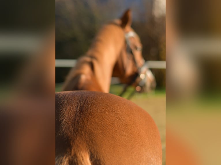 Duitse rijpony Ruin 4 Jaar 144 cm Vos in Geilenkirchen