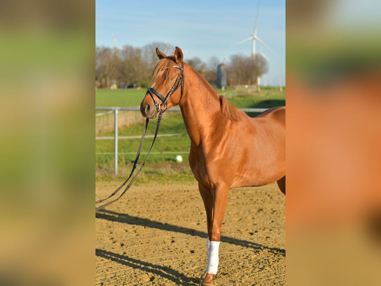 Duitse rijpony Ruin 4 Jaar 144 cm Vos in Geilenkirchen