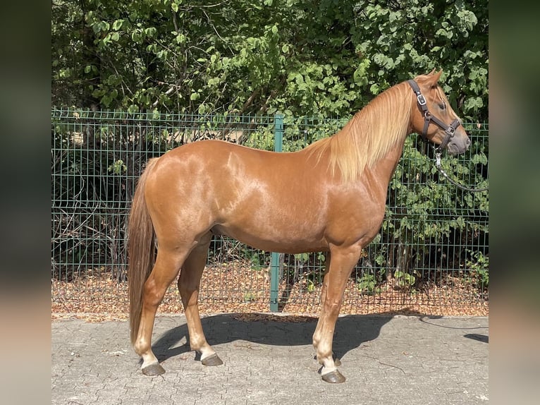 Duitse rijpony Ruin 4 Jaar 144 cm Vos in Verl
