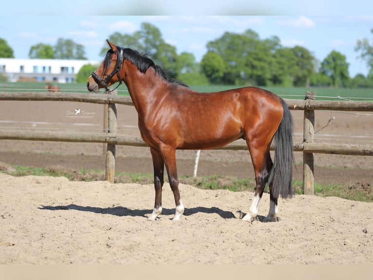 Duitse rijpony Ruin 4 Jaar 145 cm Bruin in Neuenkirchen-V&#xF6;rden