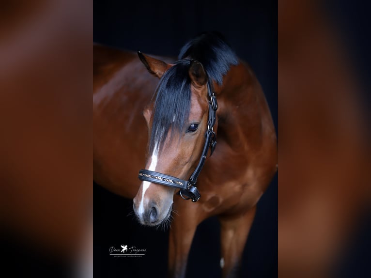 Duitse rijpony Ruin 4 Jaar 145 cm Bruin in Neuenkirchen-V&#xF6;rden