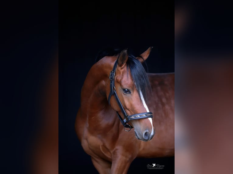 Duitse rijpony Ruin 4 Jaar 145 cm Bruin in Neuenkirchen-V&#xF6;rden