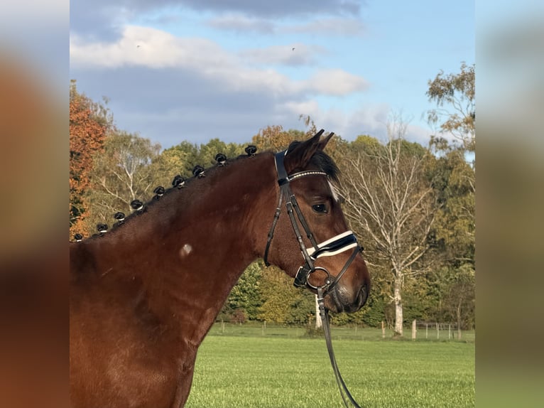 Duitse rijpony Mix Ruin 4 Jaar 145 cm Bruin in Riedlingen