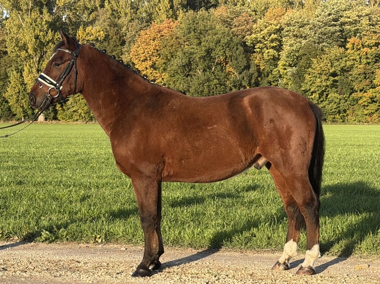 Duitse rijpony Mix Ruin 4 Jaar 145 cm Bruin in Riedlingen