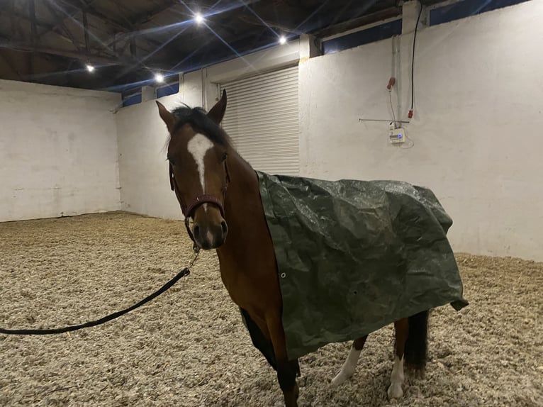 Duitse rijpony Ruin 4 Jaar 145 cm Bruin in Neuferchau