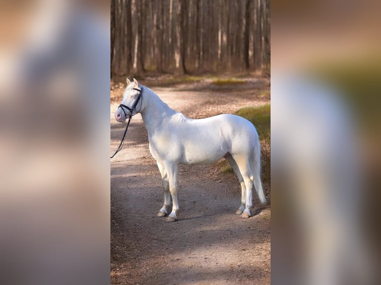 Duitse rijpony Ruin 4 Jaar 145 cm Cremello in Warendorf