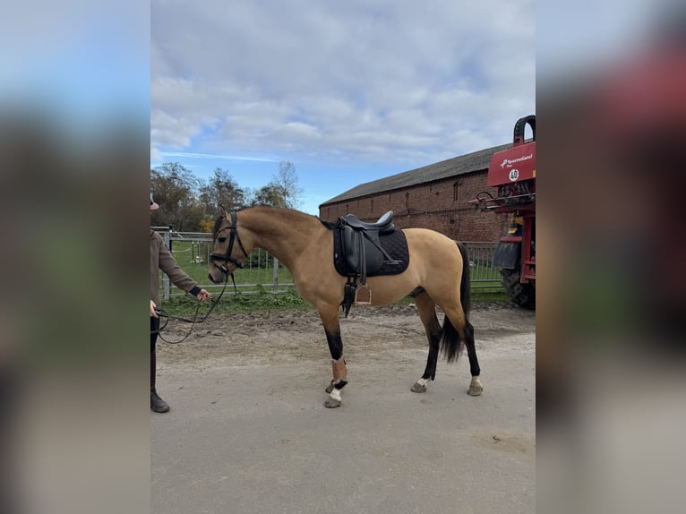 Duitse rijpony Ruin 4 Jaar 145 cm Falbe in Werneuchen