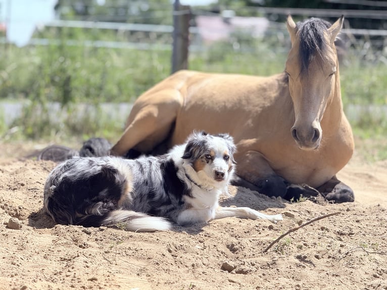 Duitse rijpony Ruin 4 Jaar 145 cm Falbe in Werneuchen